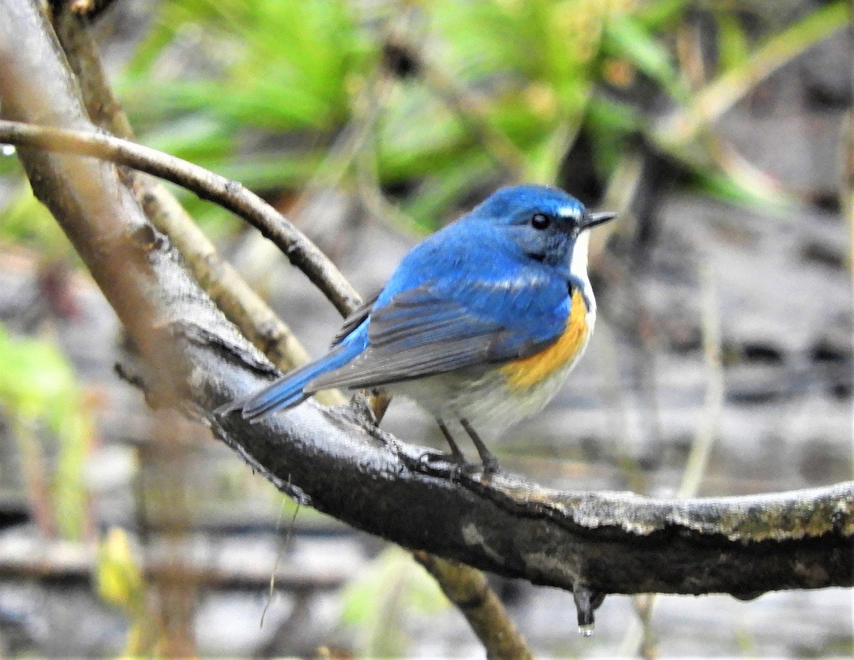 Red-flanked Bluetail - ML334087881