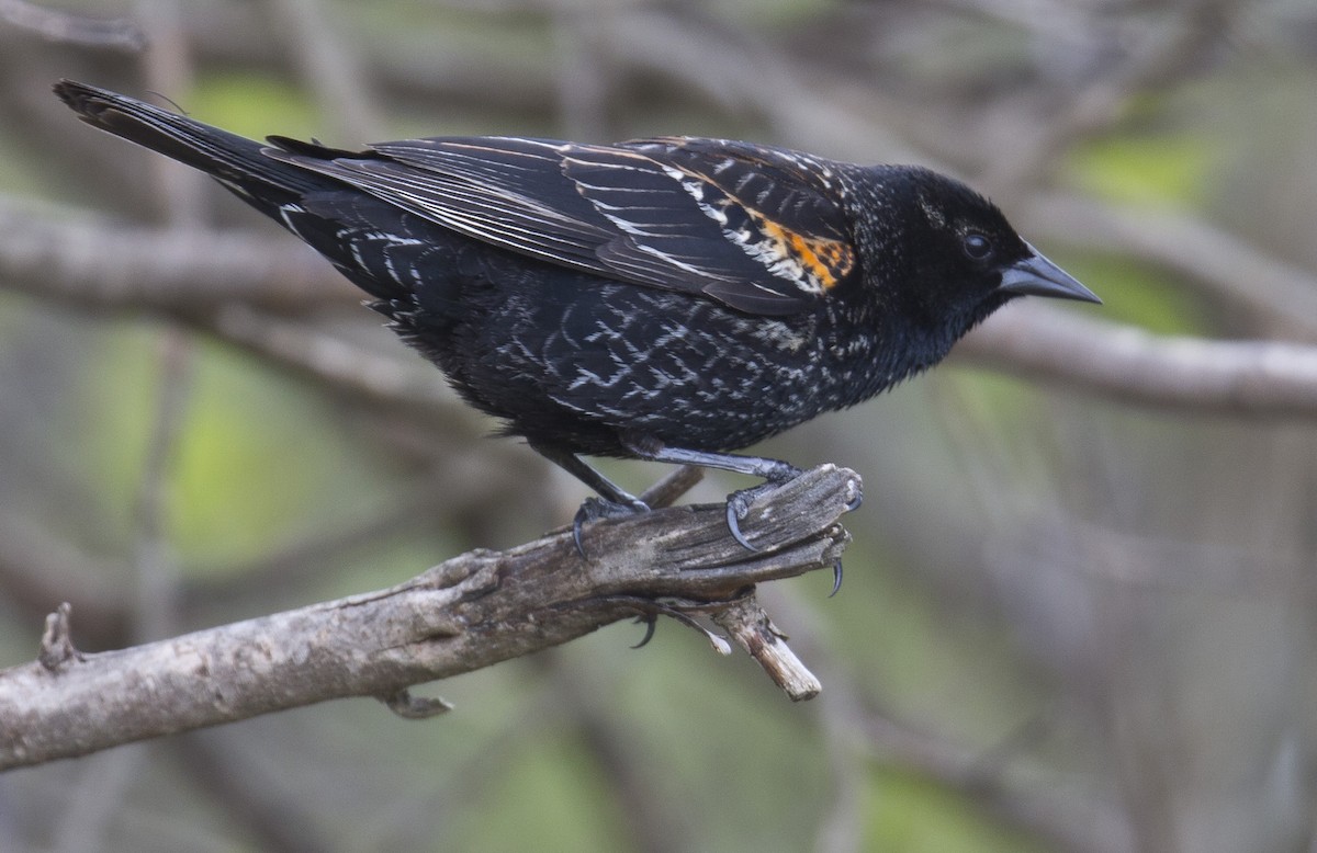 Red-winged Blackbird - ML334088741