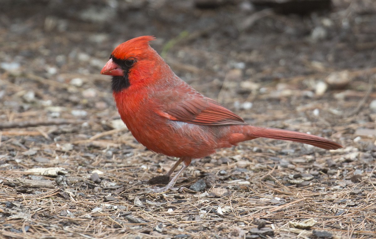 Cardinal rouge - ML334088821