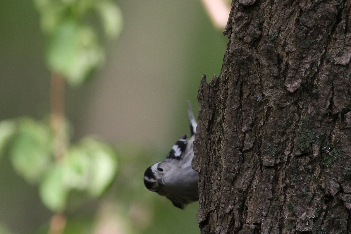 Black-and-white Warbler - ML334088991