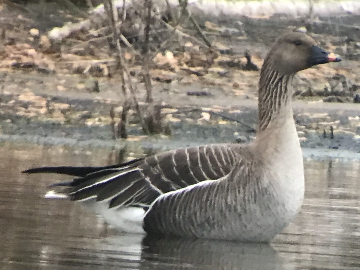 Tundra Bean-Goose - ML334089151