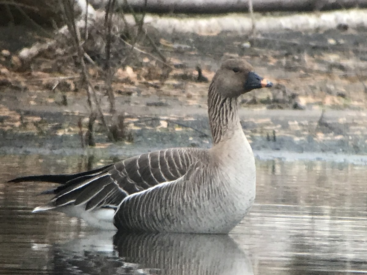 Tundra Bean-Goose - ML334089161