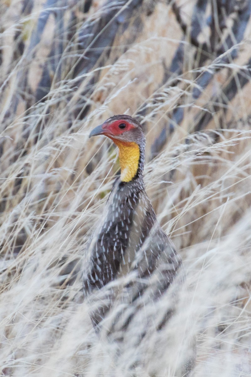 Yellow-necked Spurfowl - ML334089581