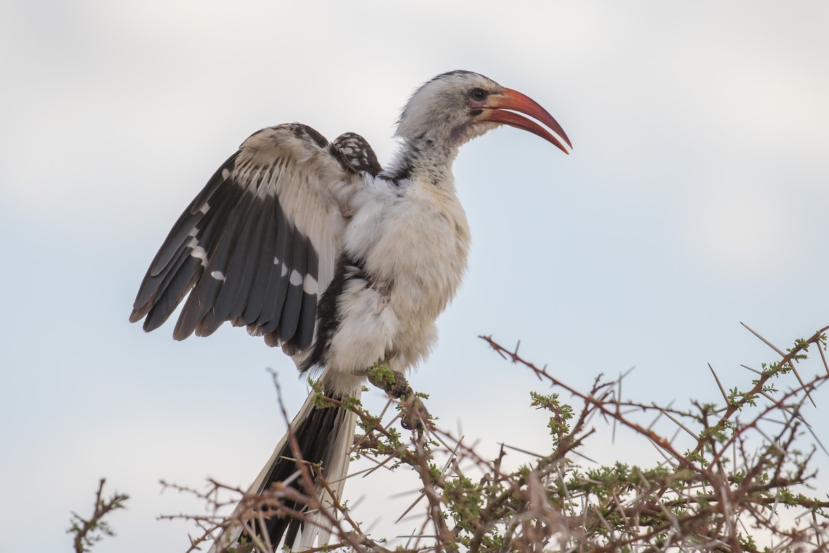 Northern Red-billed Hornbill - ML334089611