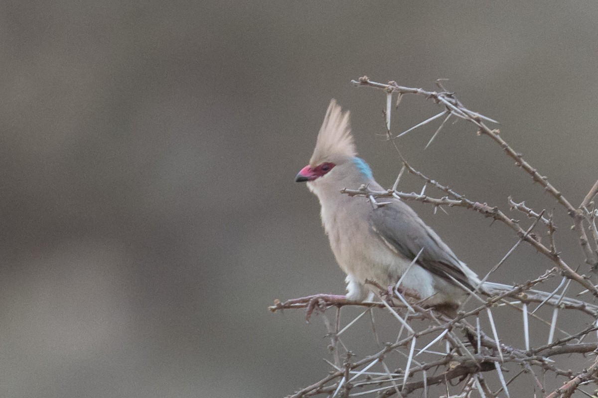 Blue-naped Mousebird - ML334089621