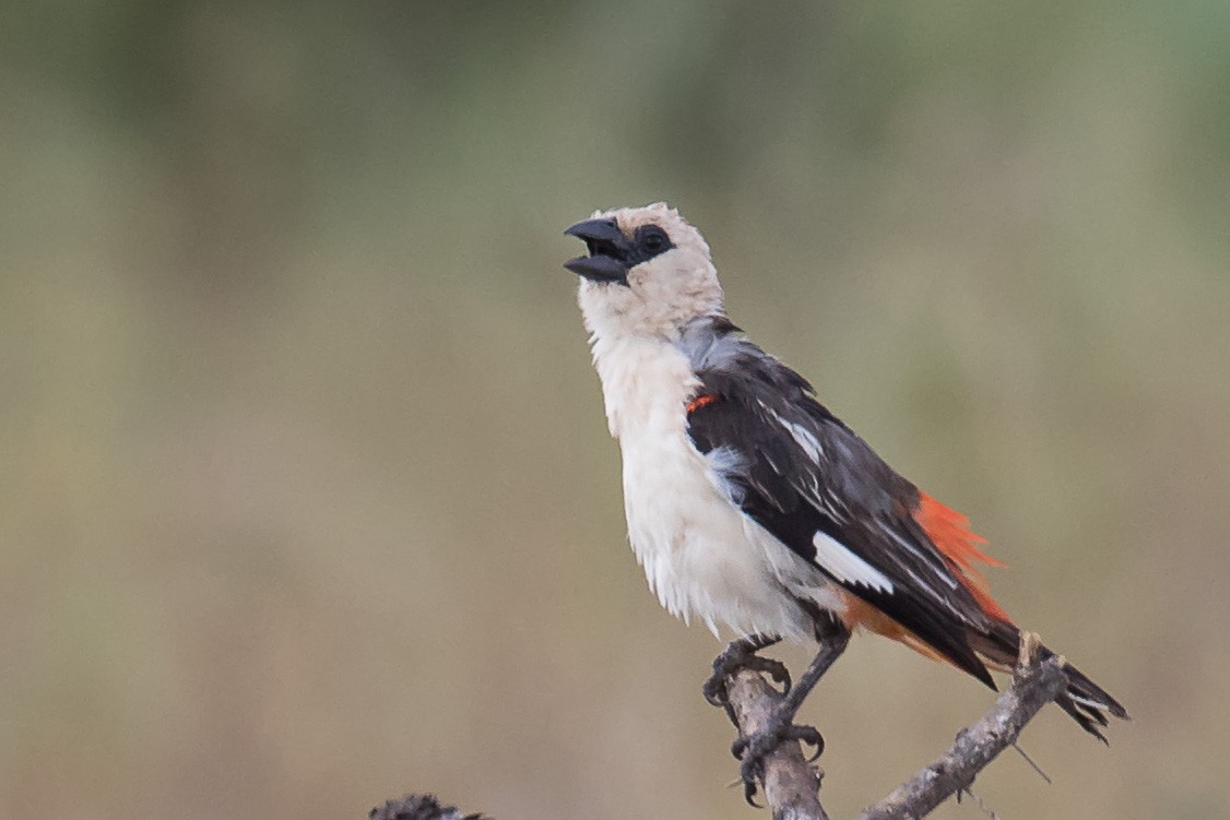 White-headed Buffalo-Weaver - ML334089711