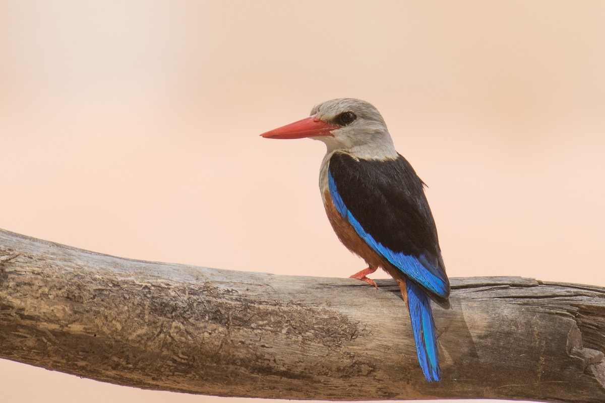 Gray-headed Kingfisher - ML334089841