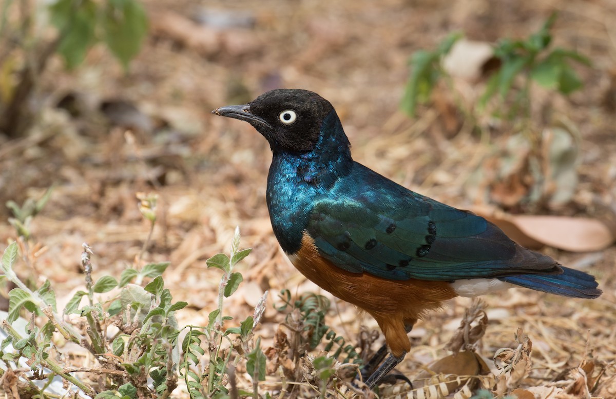 Superb Starling - ML334089871