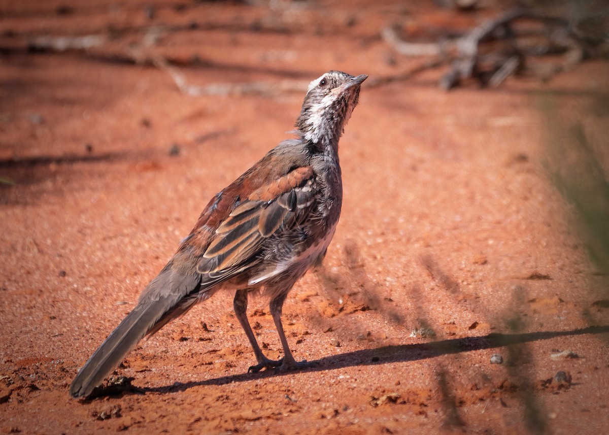 Chestnut Quail-thrush - Julie Clark