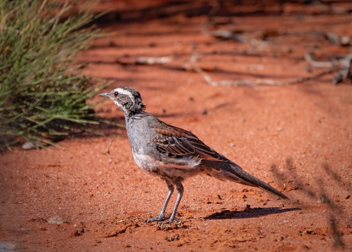 Chestnut Quail-thrush - Julie Clark