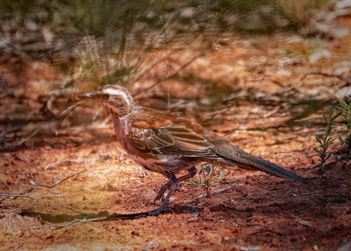 Chestnut Quail-thrush - Julie Clark