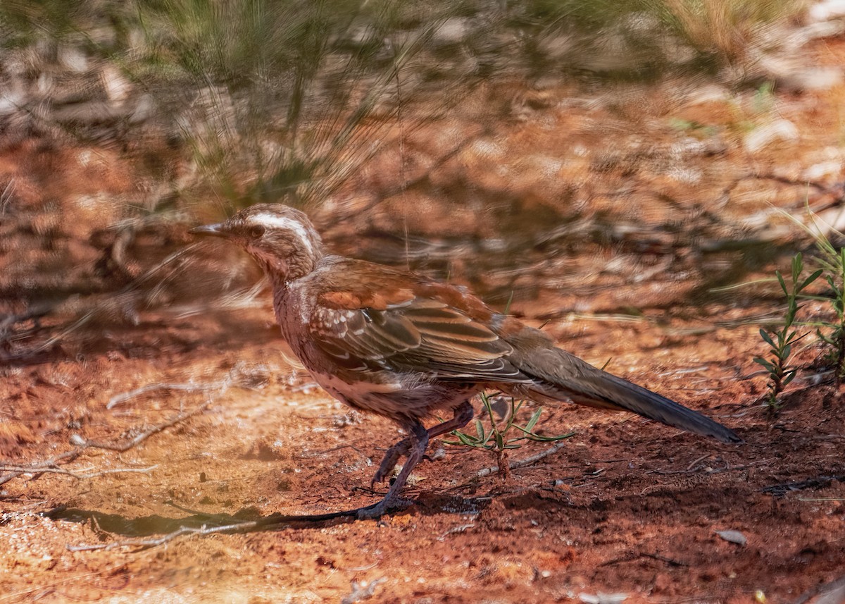 Chestnut Quail-thrush - Julie Clark