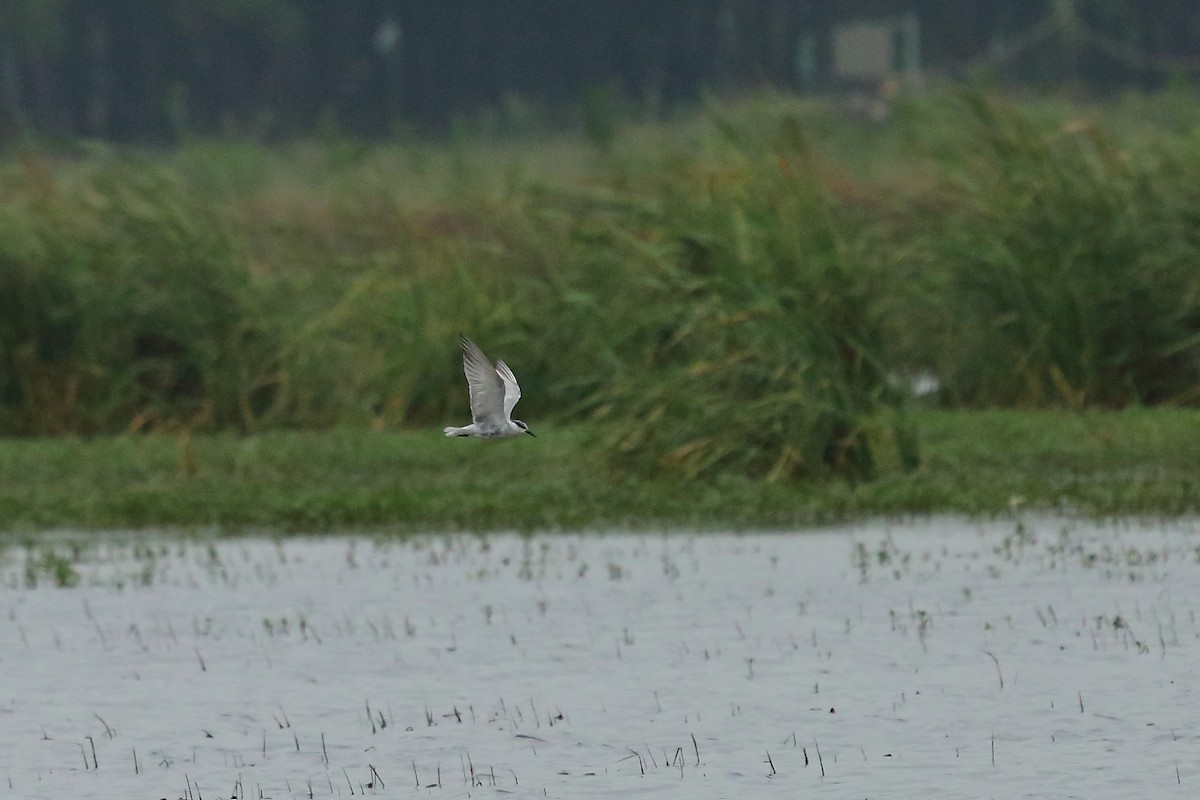 Whiskered Tern - Albin Jacob