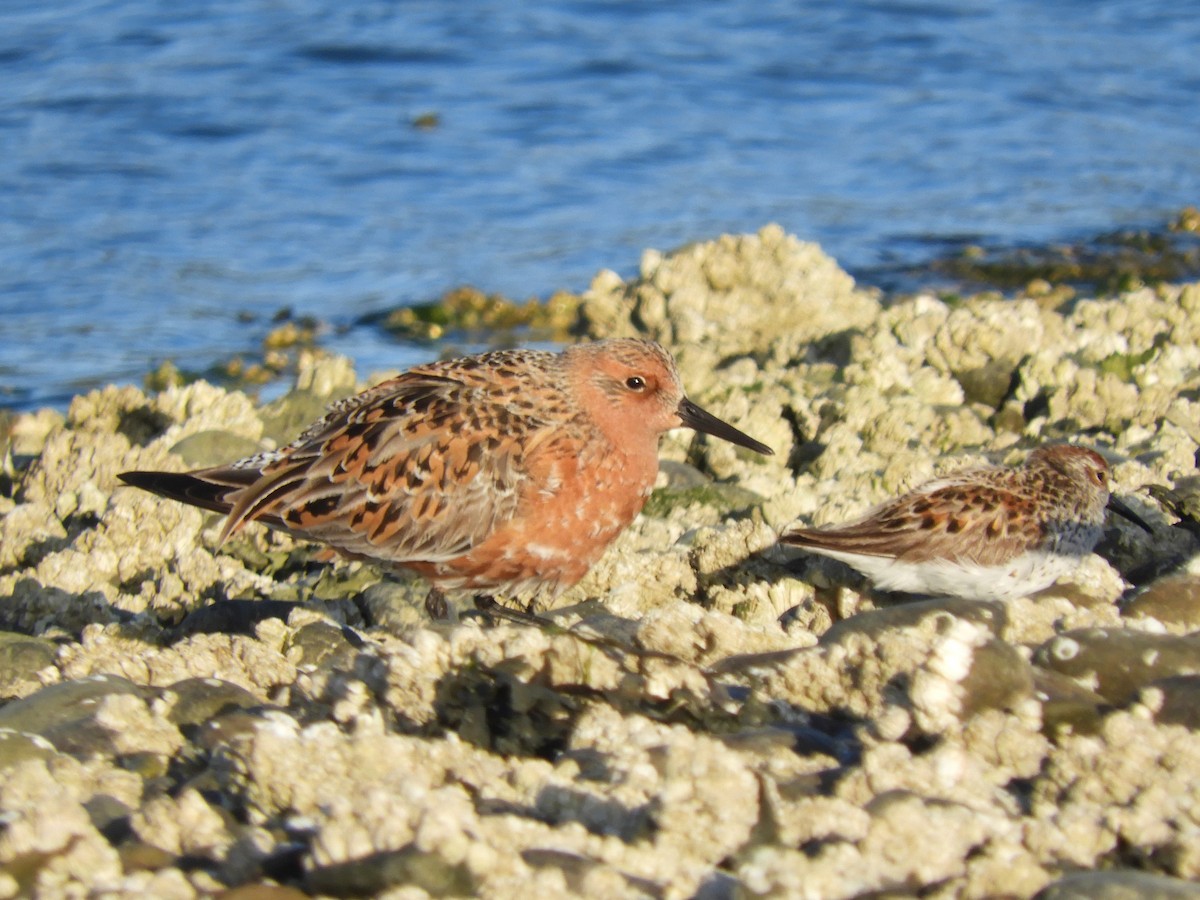 Red Knot - Cliff Cordy