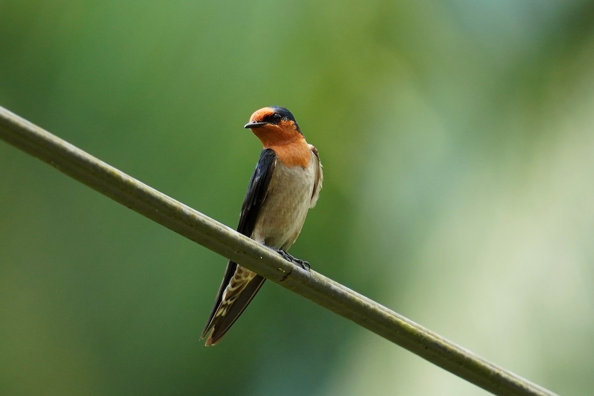 Pacific Swallow - ML334092961