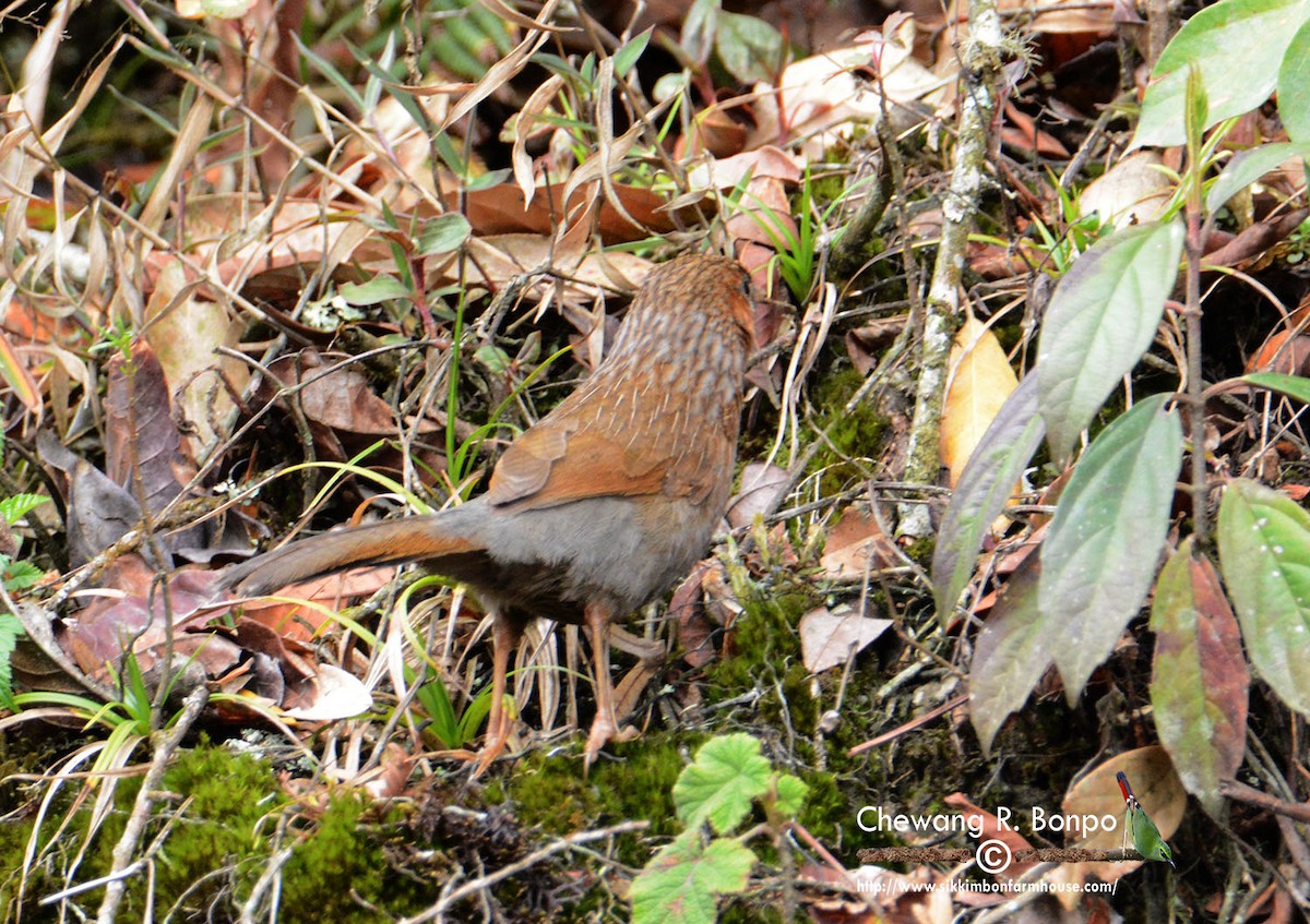 Streaked Laughingthrush - ML334093251