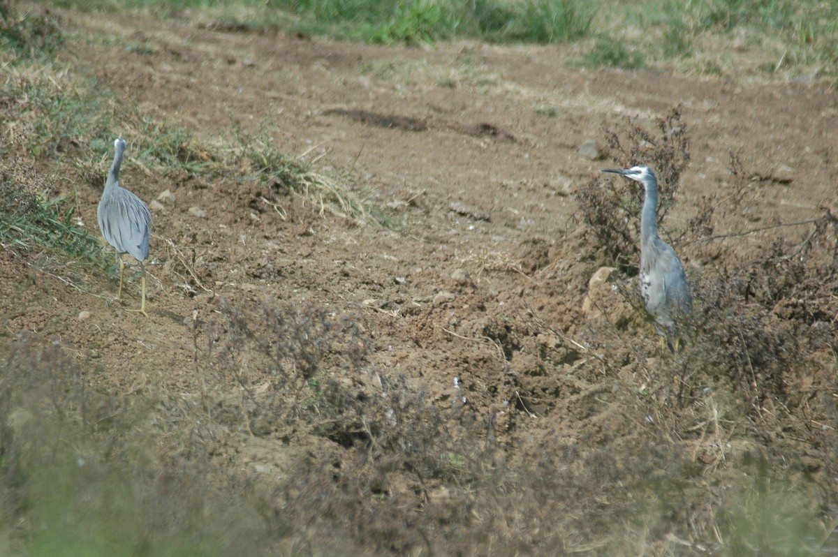 White-faced Heron - ML334095501