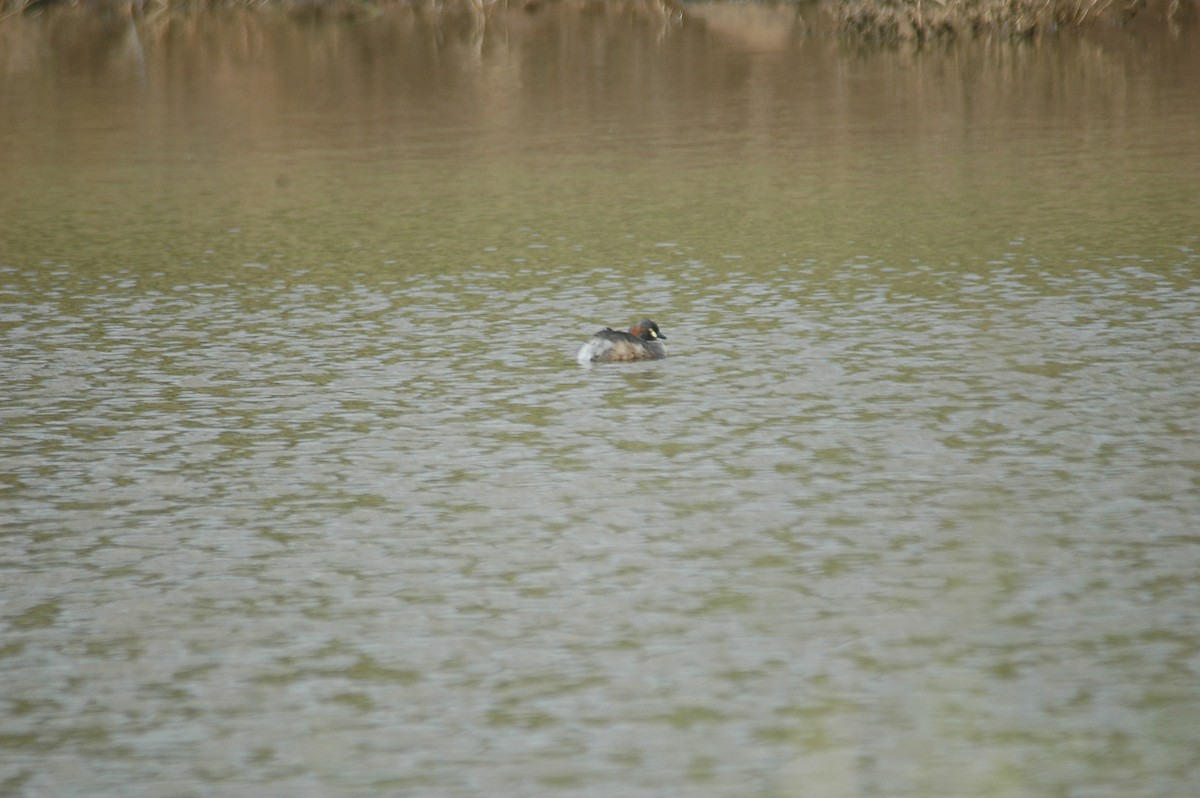 Australasian Grebe - ML334095551