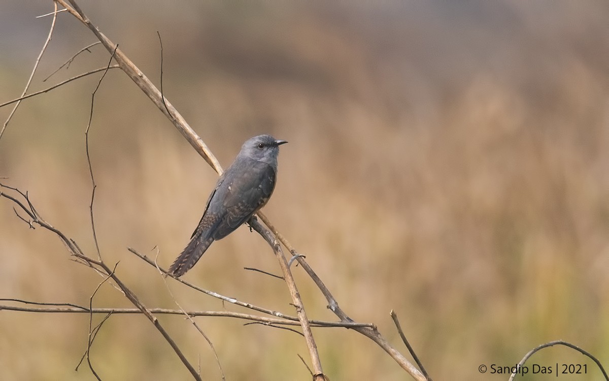 Plaintive Cuckoo - ML334095691