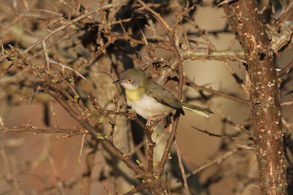 Yellow-breasted Apalis (Brown-tailed) - ML334095821