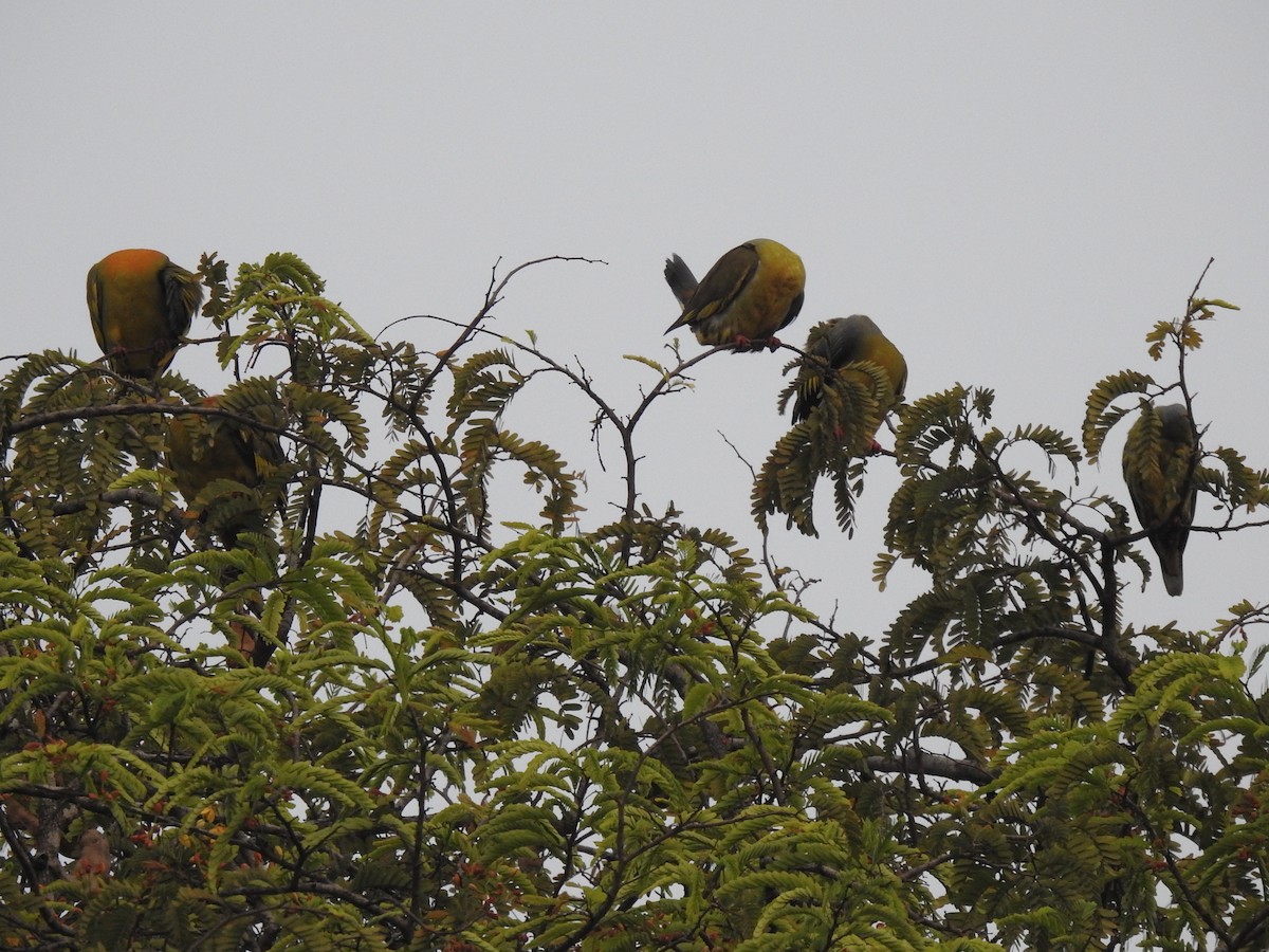 Orange-breasted Green-Pigeon - ML334098511