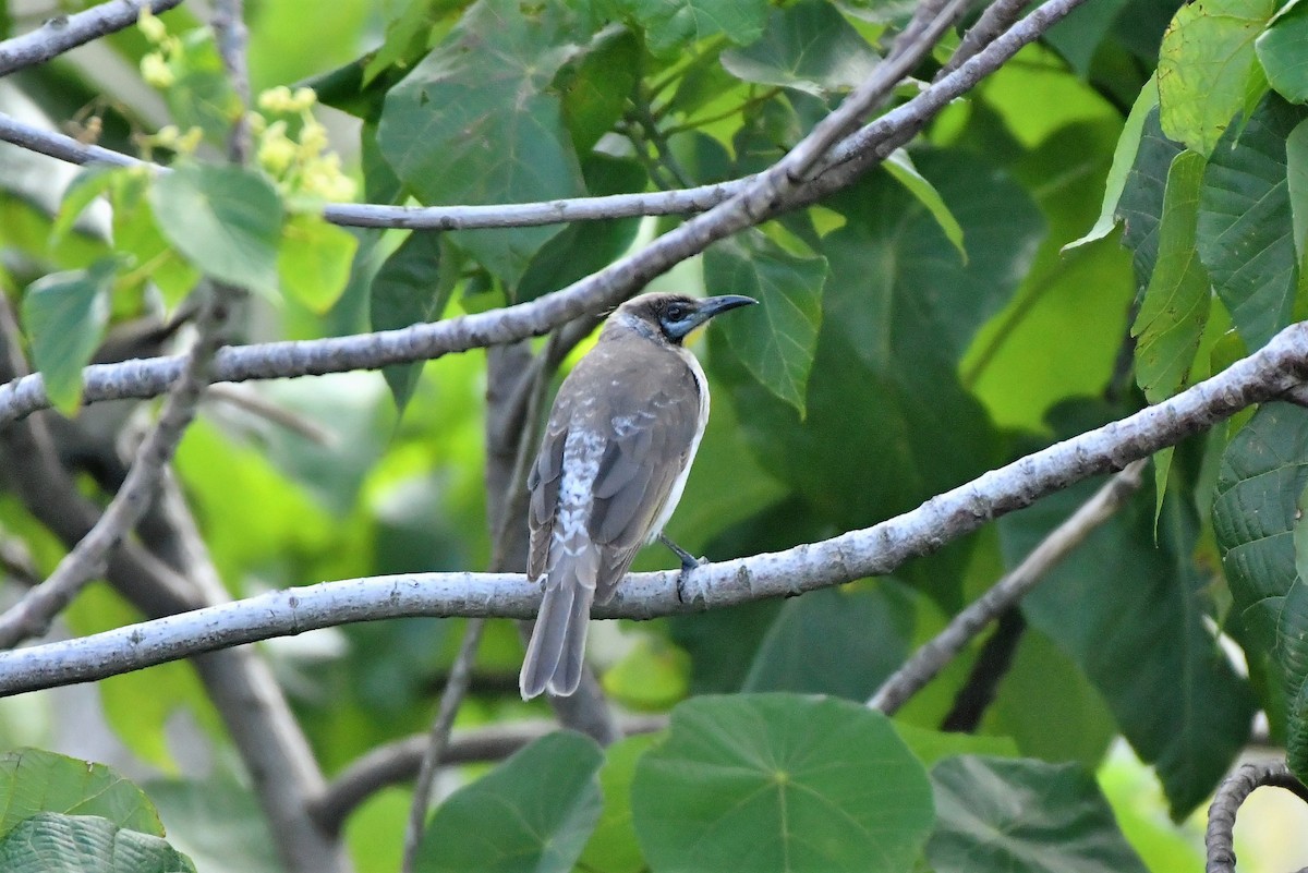 Little Friarbird - ML334100641