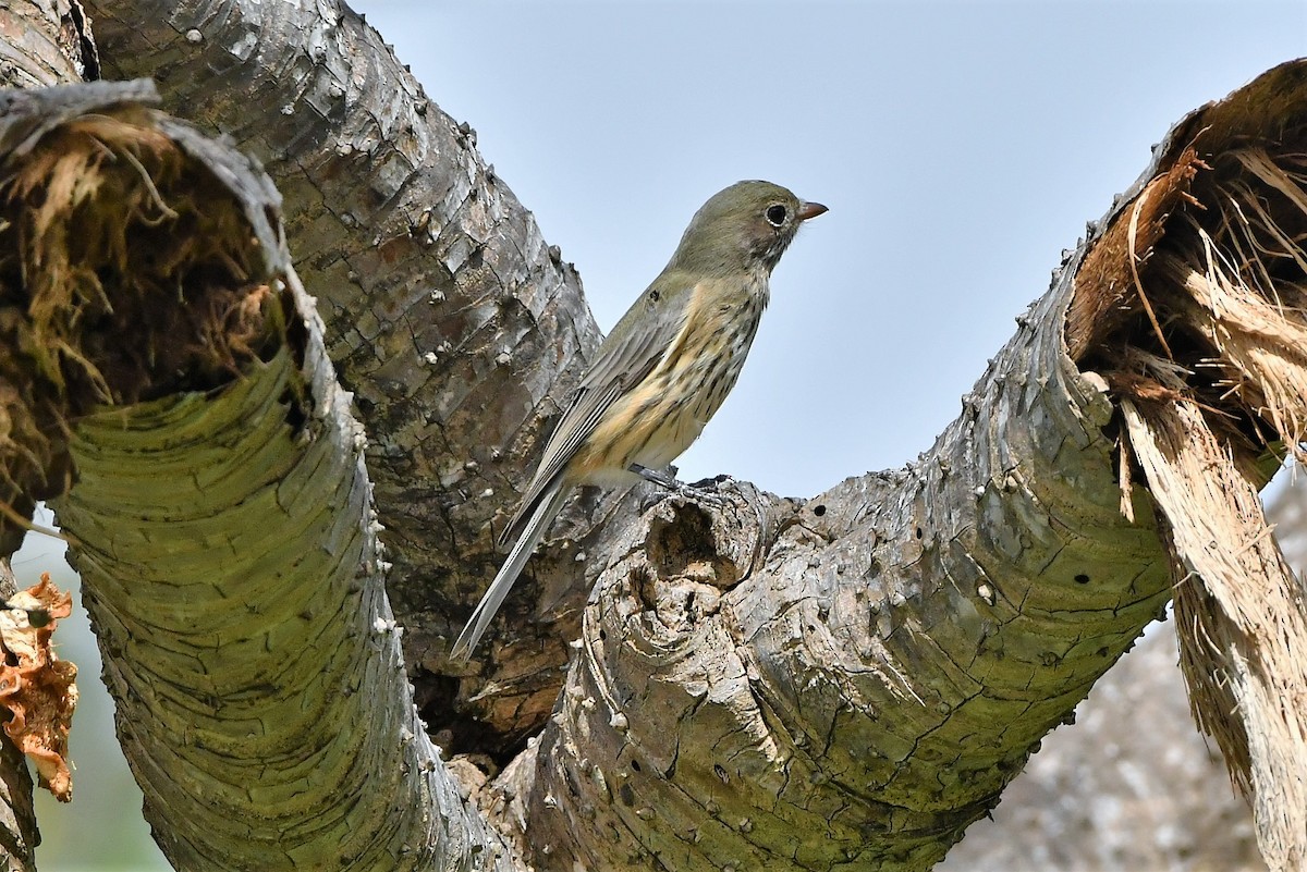 Rufous Whistler - ML334100661