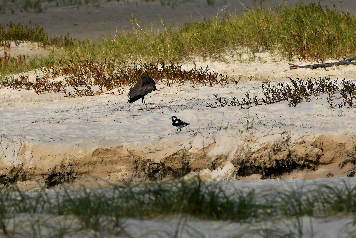 Magpie-lark - ML334100801