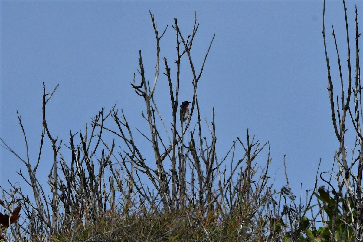 Mistletoebird - Sam Adams