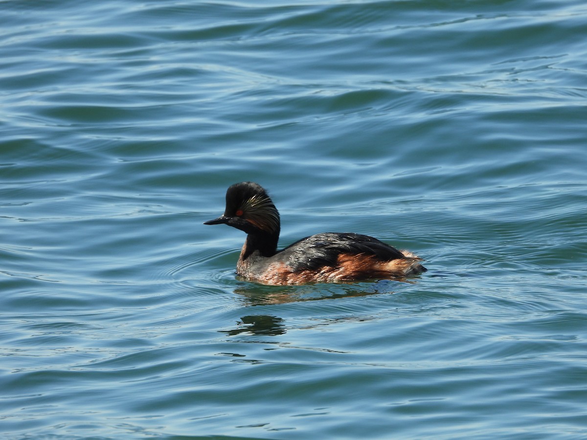 Eared Grebe - ML334102661