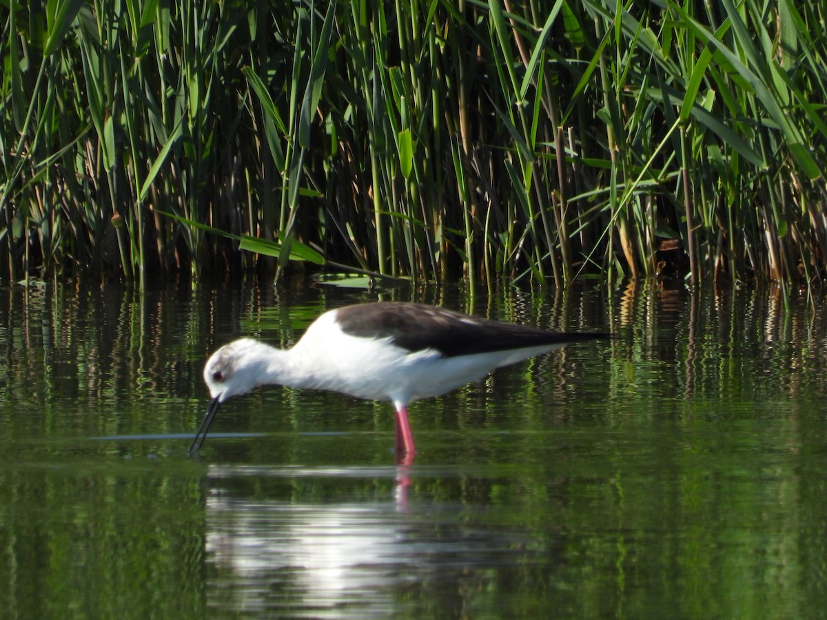 Échasse blanche - ML334102721