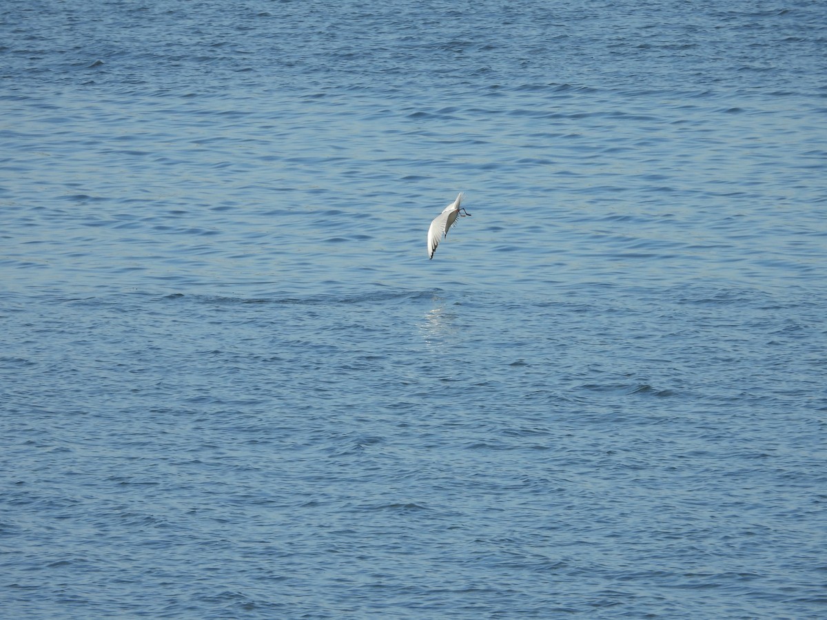 Mouette rieuse - ML334102981