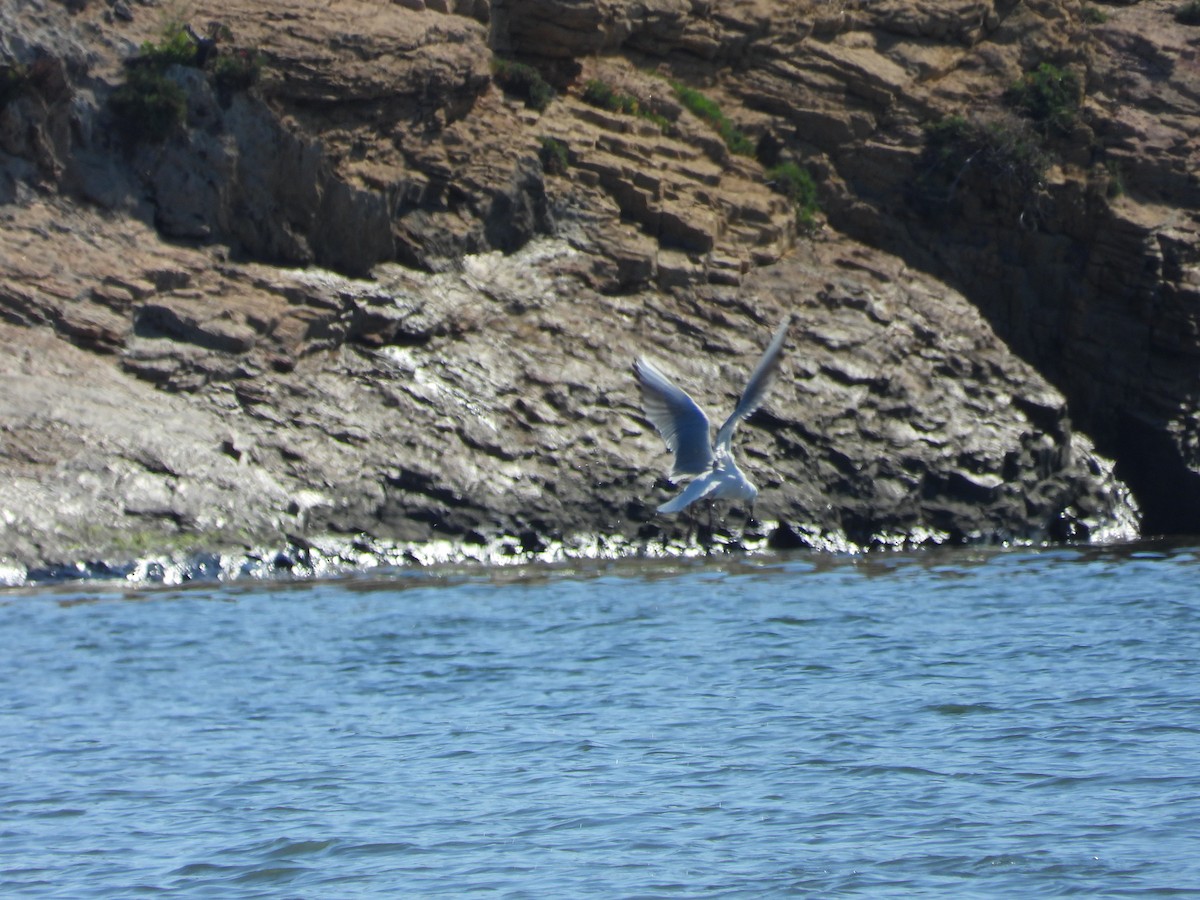 Mouette rieuse - ML334103001