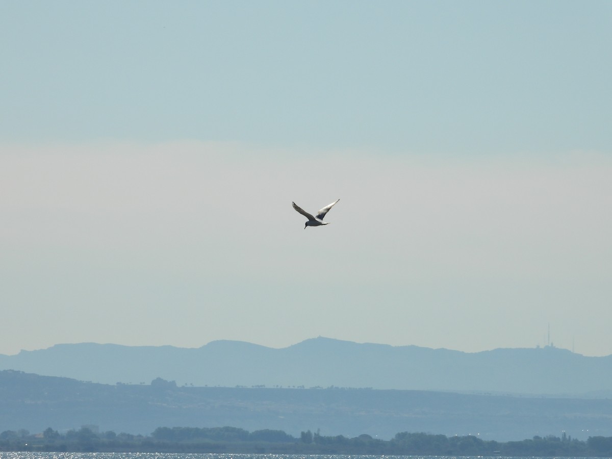 Mouette rieuse - ML334103011