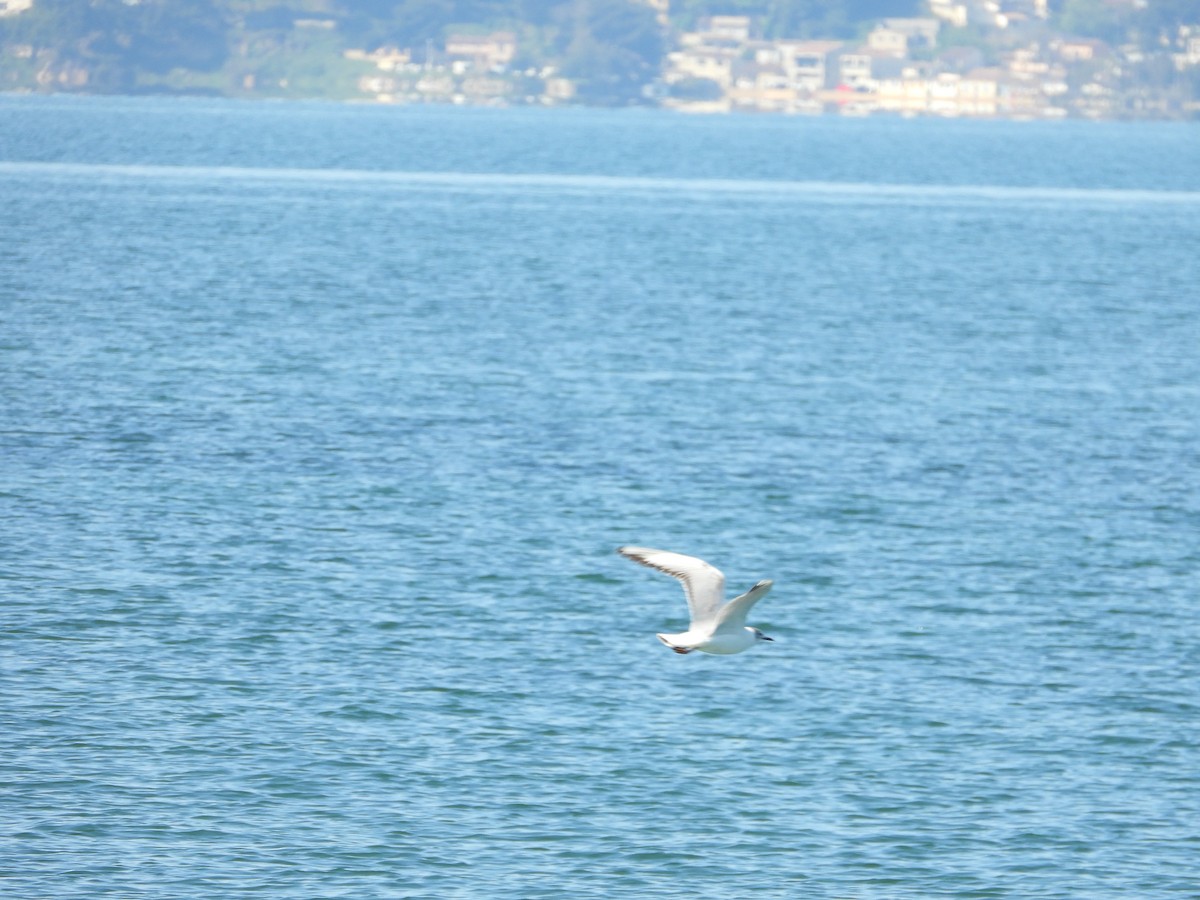 Mouette rieuse - ML334103021