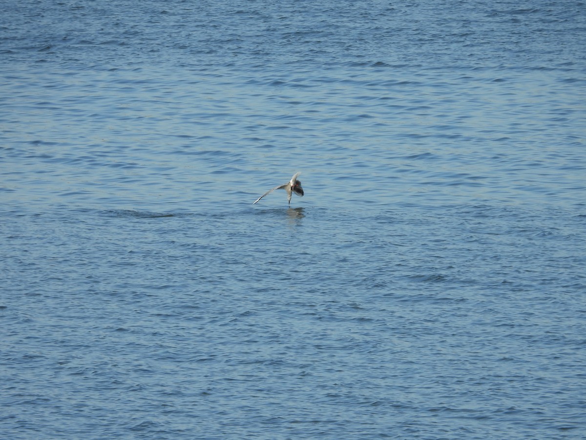 Mouette rieuse - ML334103051