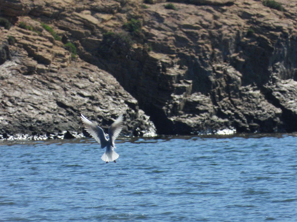 Black-headed Gull - ML334103101