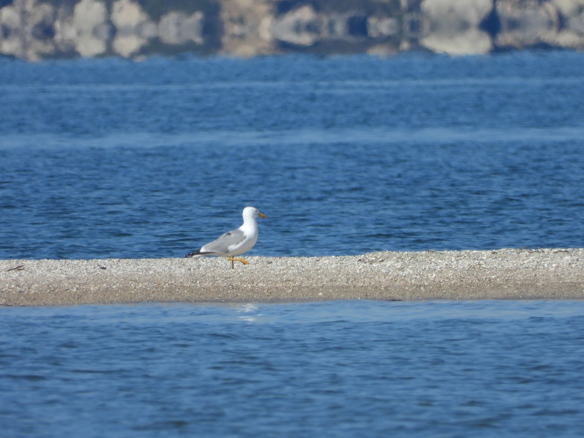 Yellow-legged Gull - ML334103151