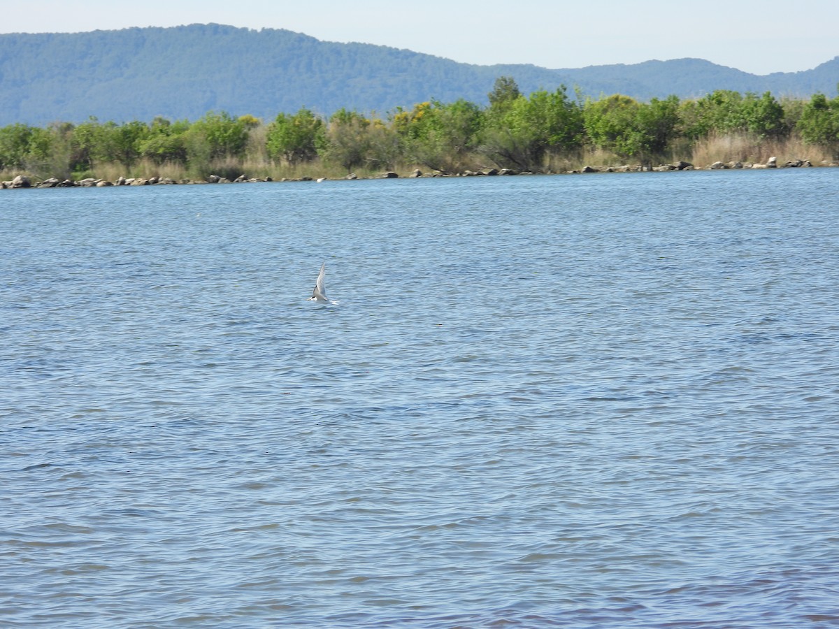 Little Tern - ML334103251