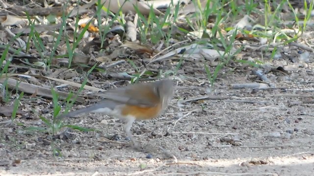 Rufous-backed Robin - ML334103811