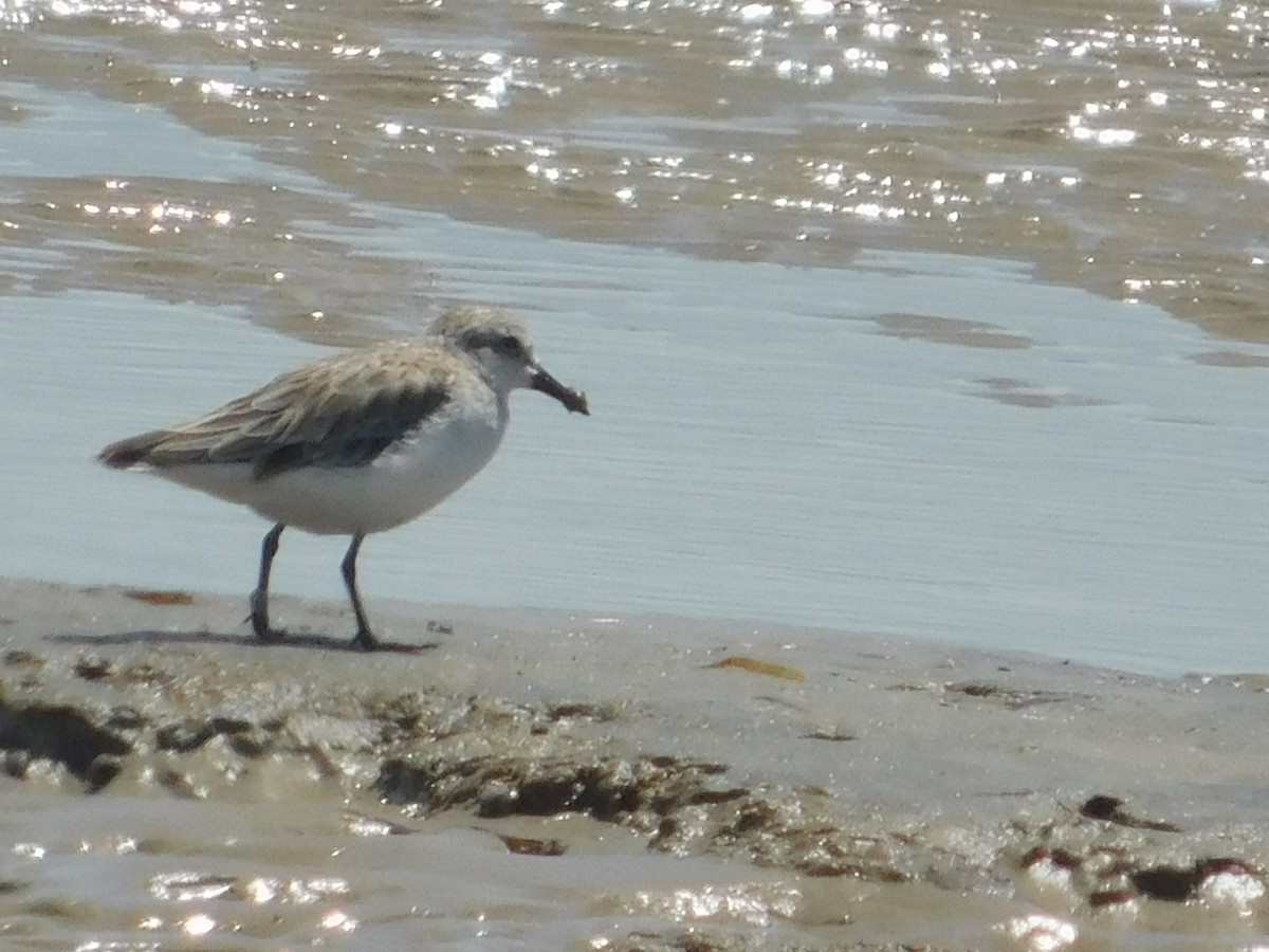 Red-necked Stint - ML334103981