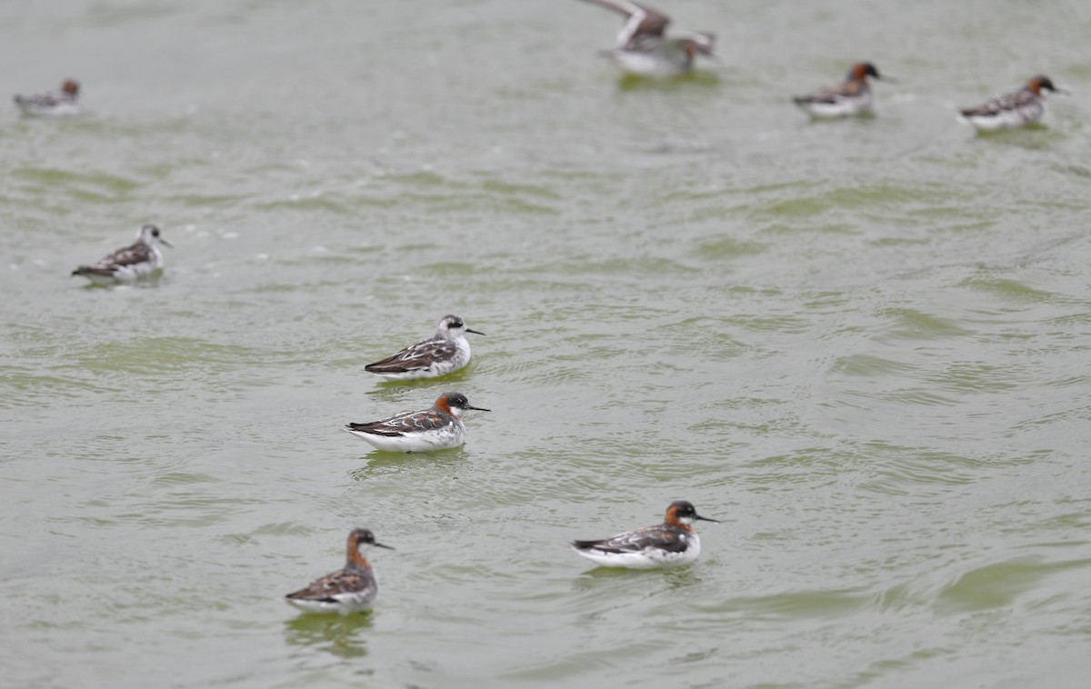 Red-necked Phalarope - ML334104081