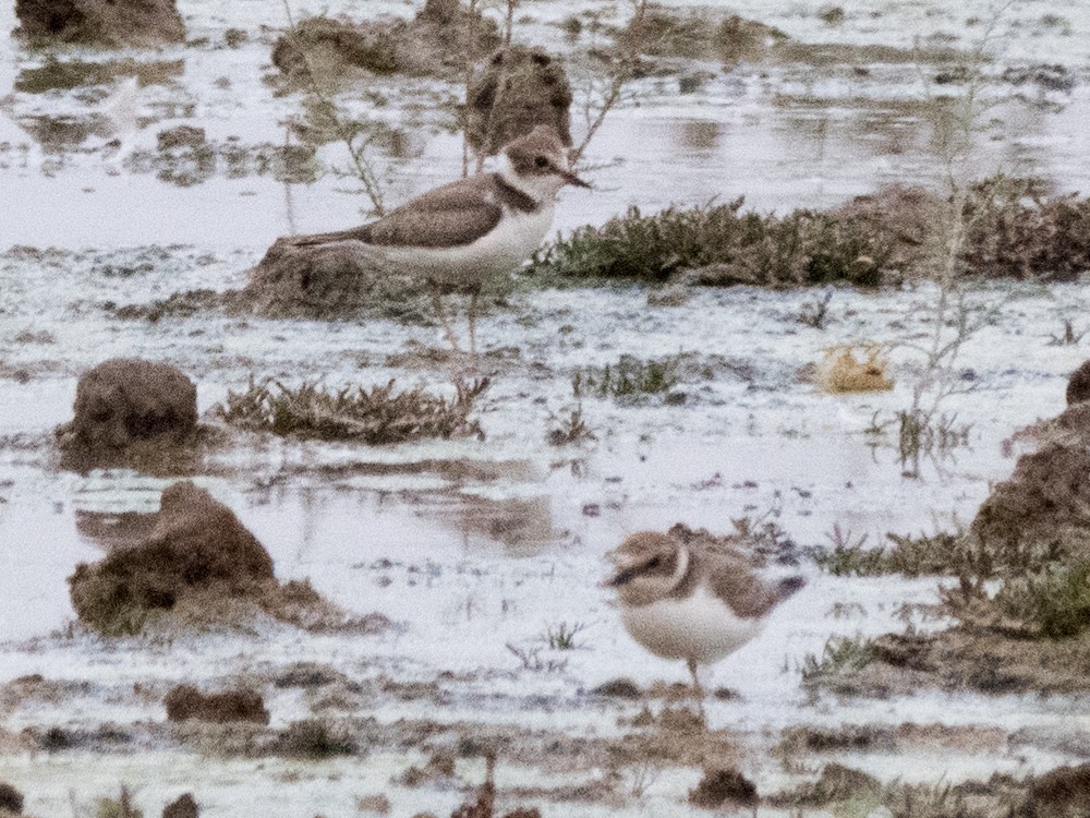 Little Ringed Plover (curonicus) - ML33410421