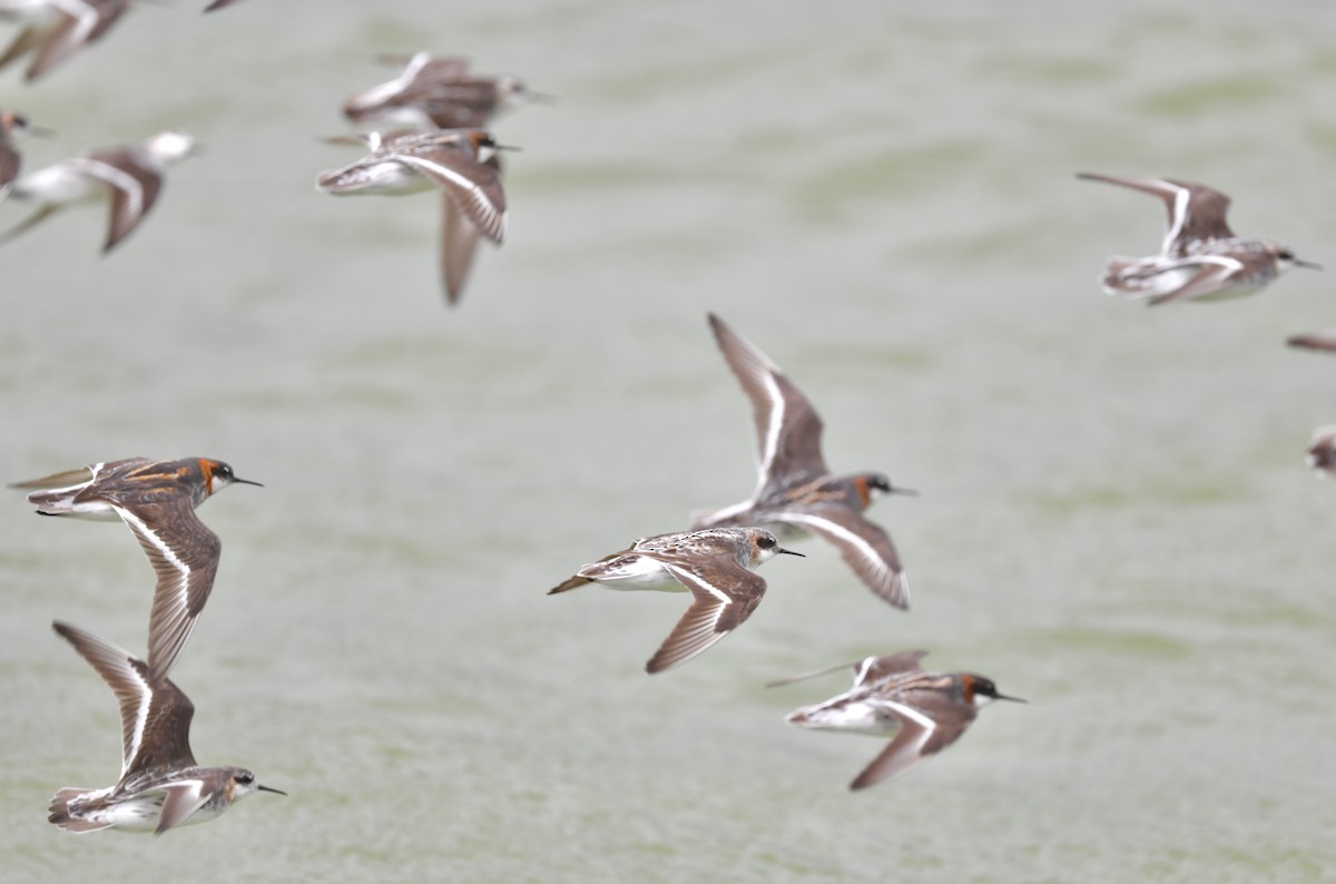 Red-necked Phalarope - ML334104241