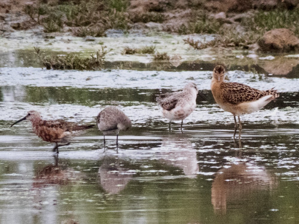 流蘇鷸 - ML33410561