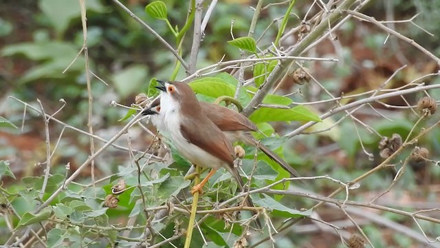 Yellow-eyed Babbler - ML334107601