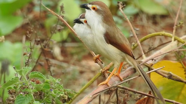 Yellow-eyed Babbler - ML334108251