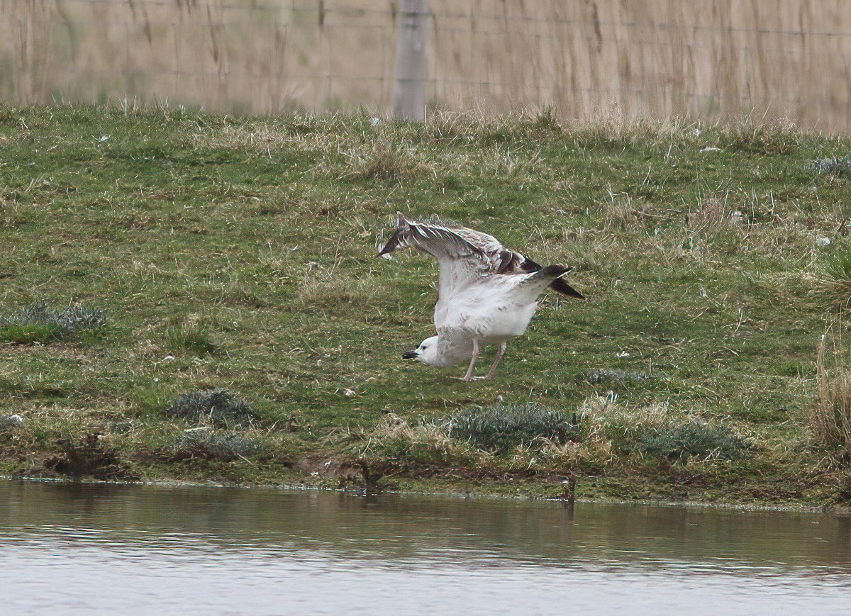 Kaio kaspiarra - ML334110401