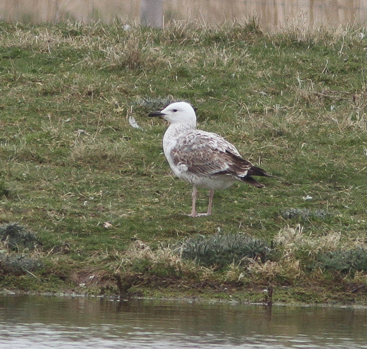 Kaio kaspiarra - ML334110471