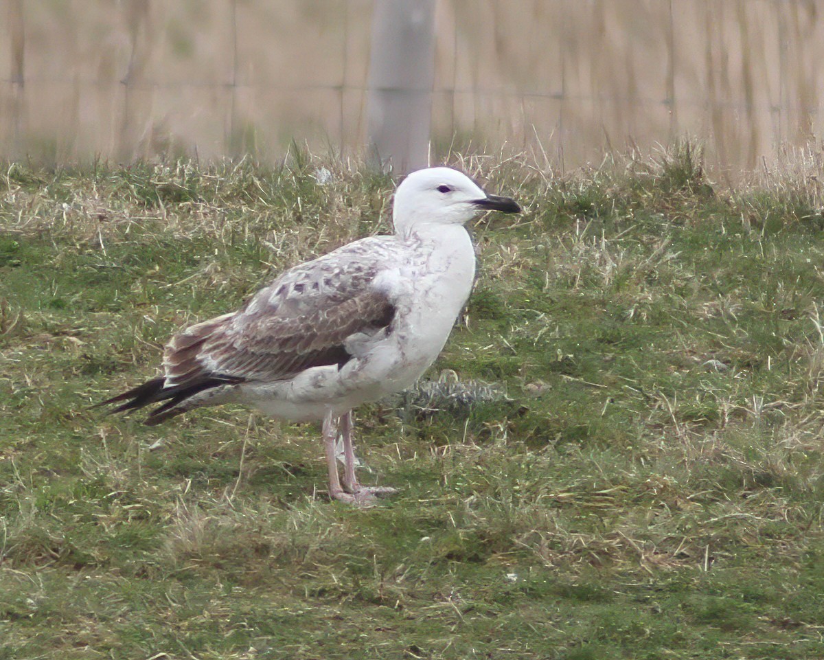 Kaio kaspiarra - ML334110491